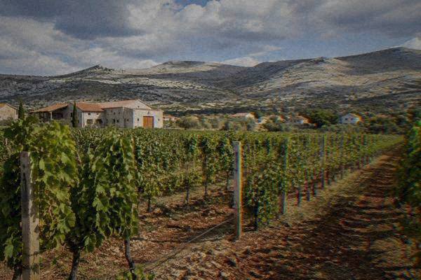 Rows of vines on red-brown soil with a stone winery building and low limestone hills behind, Citluk