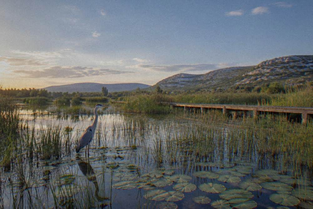 A grey heron standing in shallow water among reeds at dawn