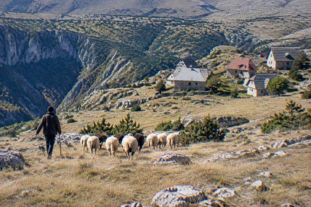A shepherd walking with sheep across open highland pasture